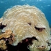 coral_hard_ni_h_0705_png1662.jpg